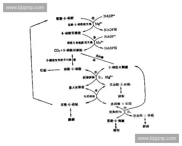 基于运动代谢分析的多维能量转化机制及人体健康调控研究